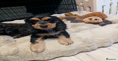 Cocker Spaniel dogs 2 LEFT GIRLS NEW 🏠Kc reg English Cockerspaniel 🏠 - Advert 3
