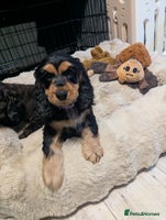 Cocker Spaniel dogs 2 LEFT GIRLS NEW 🏠Kc reg English Cockerspaniel 🏠 - Advert 3