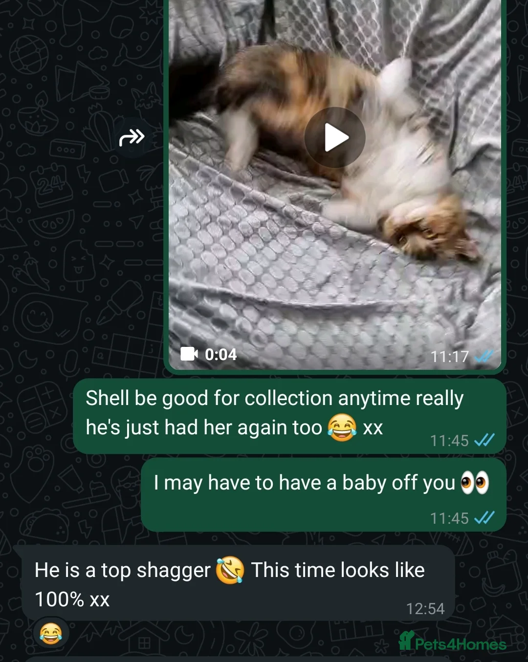 British Shorthair cats for stud: For stud lilac boy Sir Arnold (carries choc gene) in Bradford - Advert 23