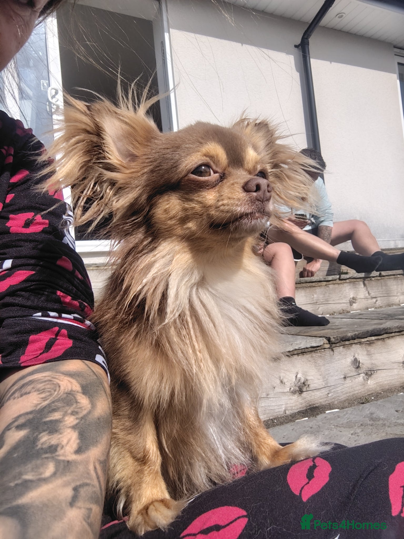 Chihuahua dogs Kc registered chocolate and tan long haired stud - Advert 1