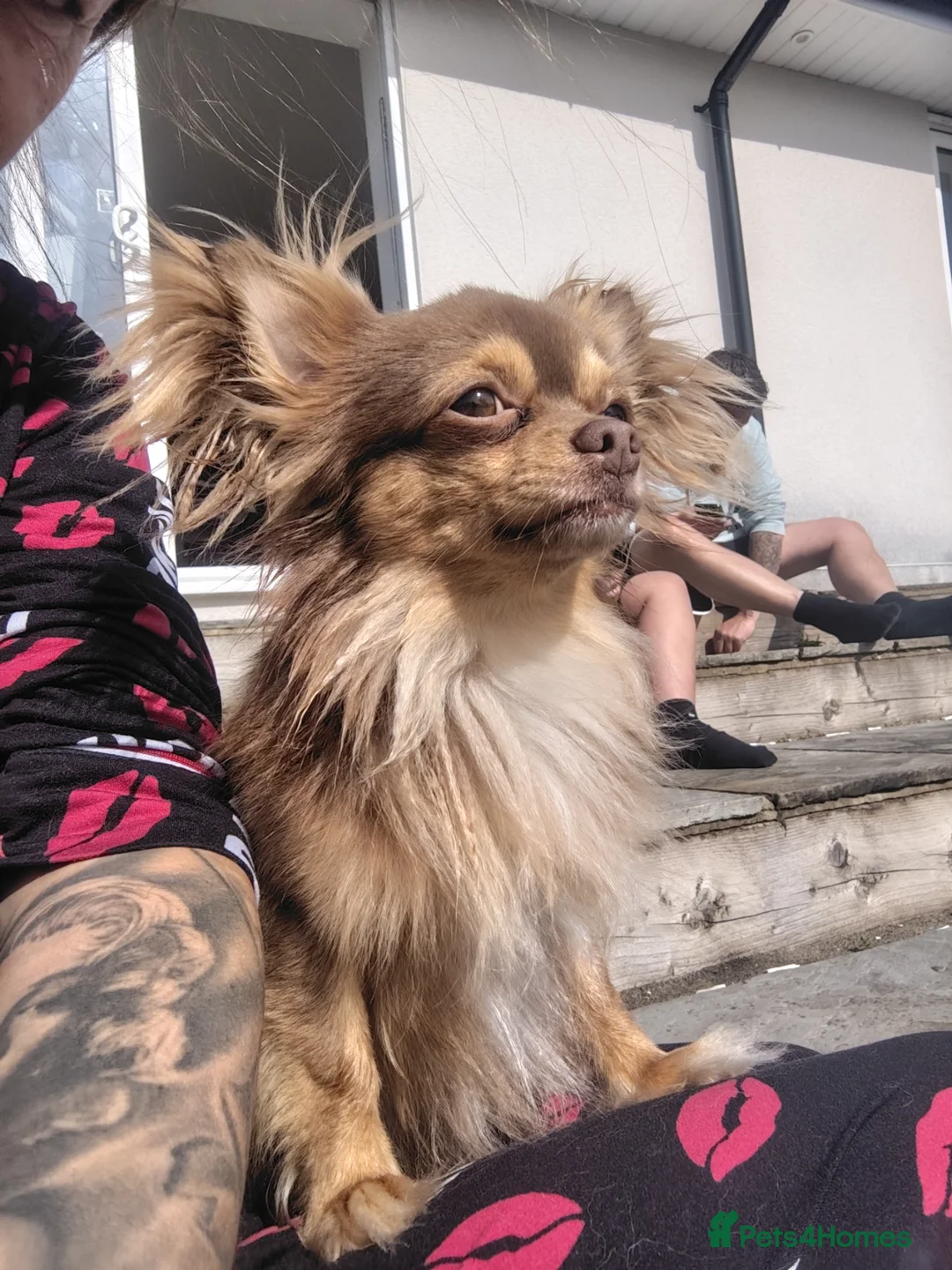 Chihuahua dogs for stud: Kc registered chocolate and tan long haired stud - Advert 1