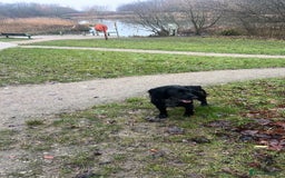 Cocker Spaniel dogs for stud: FOR STUD - Image 4