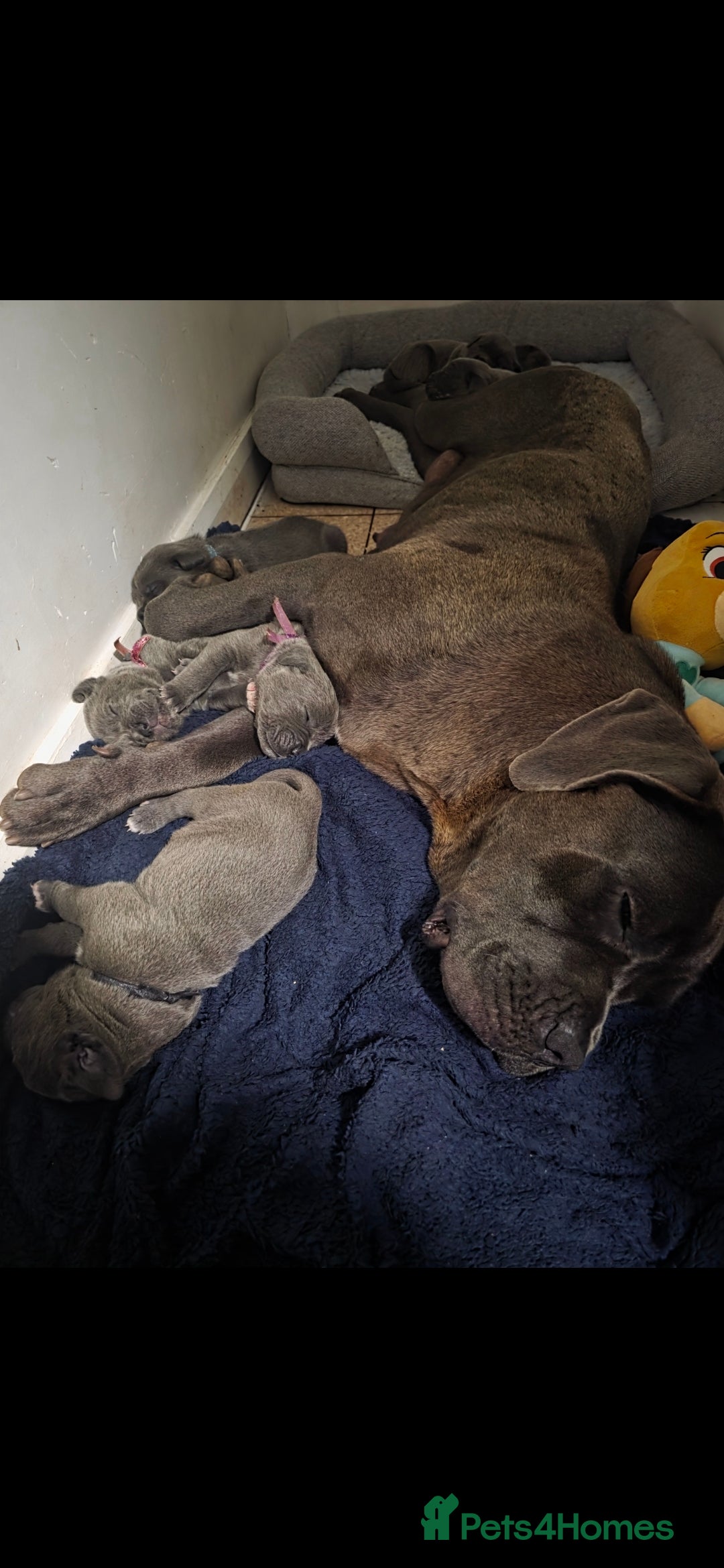Cane Corso dogs for sale: Baby cane corsa - Image 2