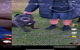 Cane Corso dogs for sale: Beautiful chunky Cane Corso puppies  - Image 13