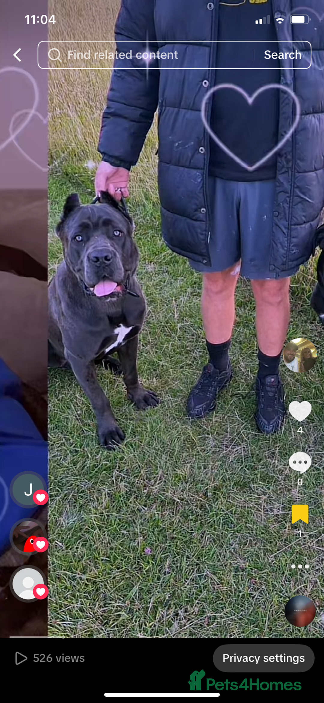 Cane Corso dogs for sale: Beautiful chunky Cane Corso puppies  - Image 13