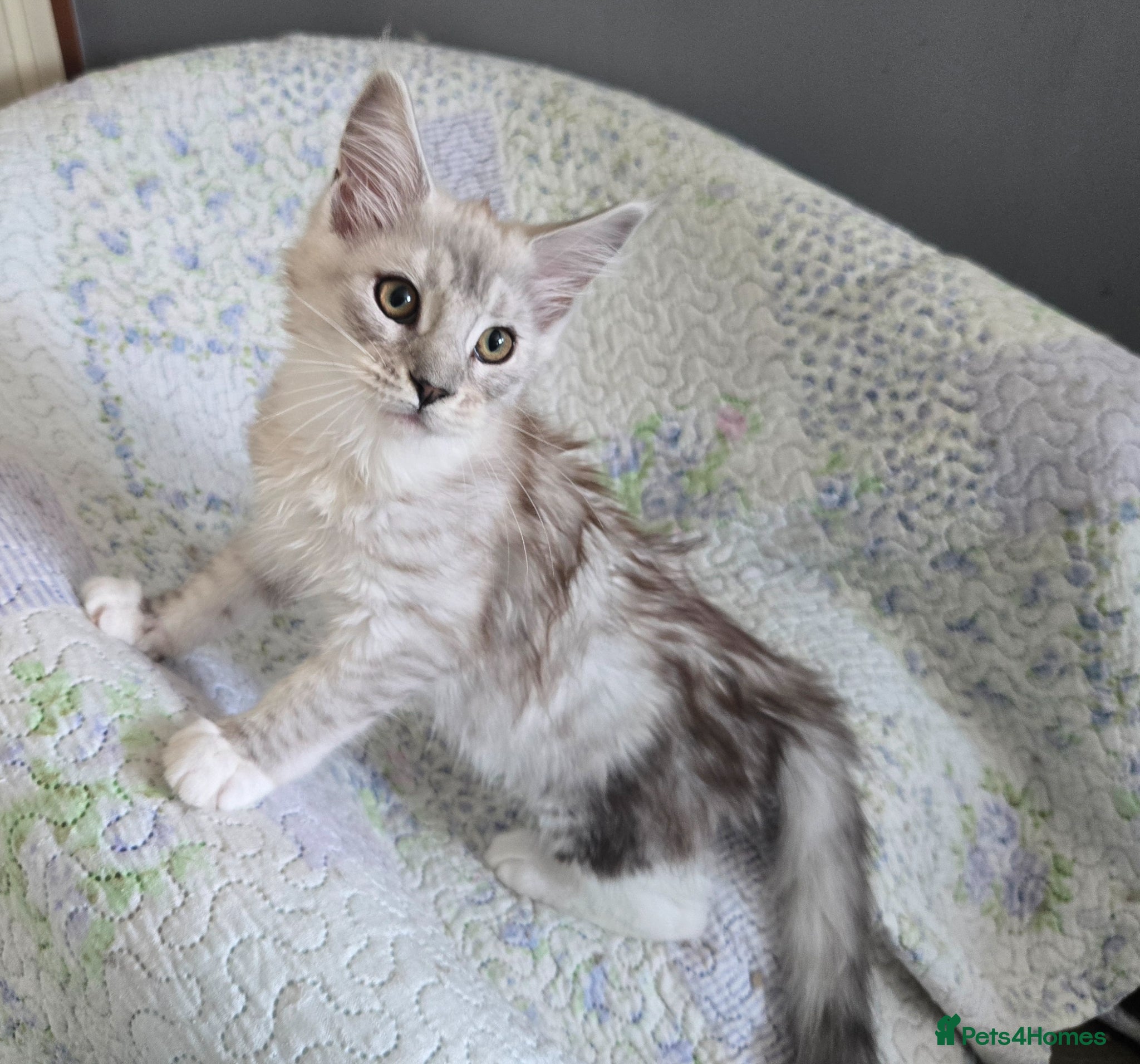 Maine Coon cats Stunning registered Maine Coon kittens - Advert 1