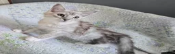 Maine Coon cats for sale: Stunning registered Maine Coon kittens - Advert 14