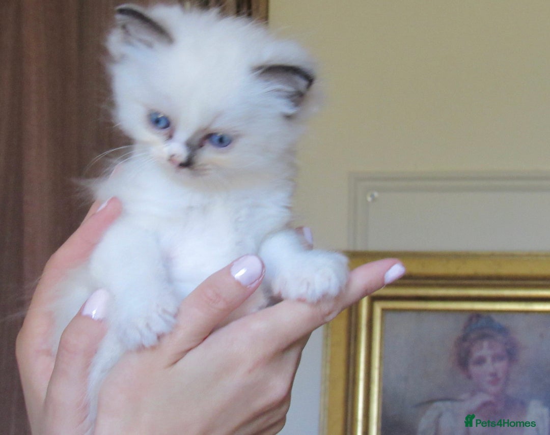 Ragdoll cats for sale: 🎀Beautiful Ragdoll kittens (Tica reg)🎀 - Advert 13