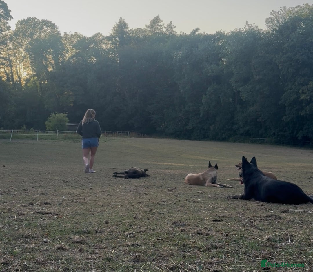 Belgian Shepherd Dog dogs for sale: A real good boy - Image 6