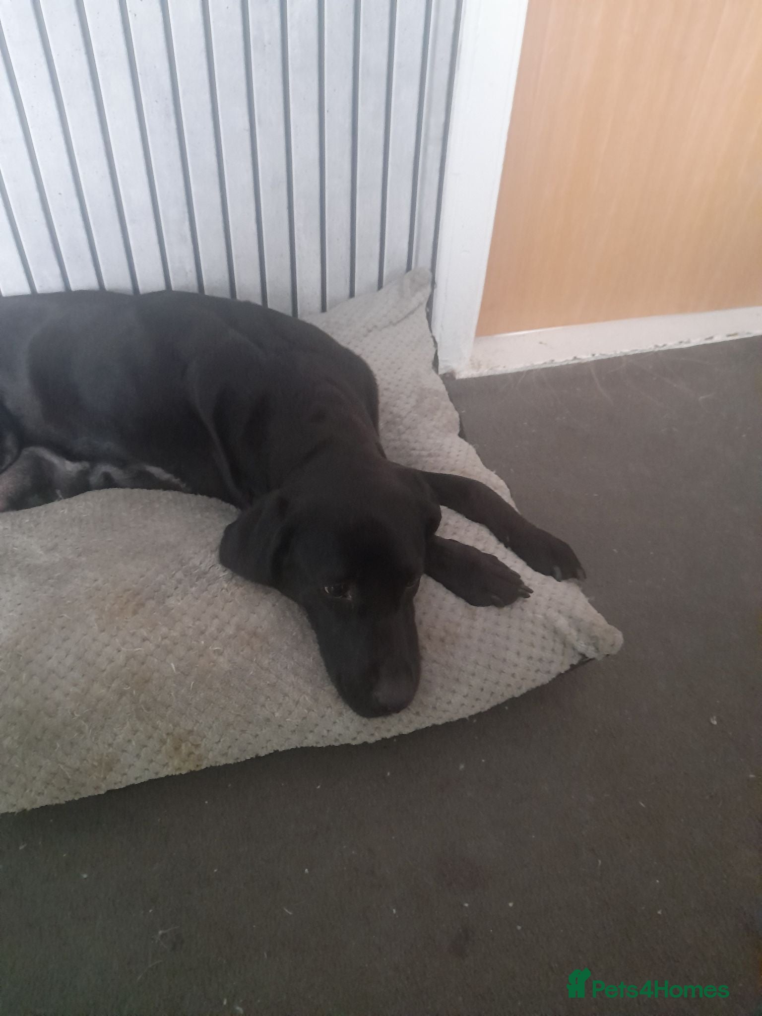 Labrador Retriever dogs Puppies for sale  - Advert 5