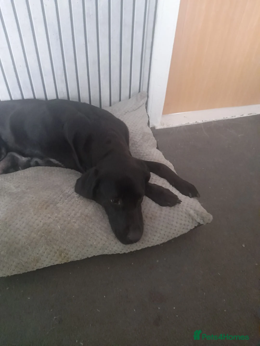 Labrador Retriever dogs for sale: Puppies for sale  in Dalkeith - Advert 1