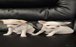 Chihuahua dogs for sale: Cute chihuahua puppies - Image 3