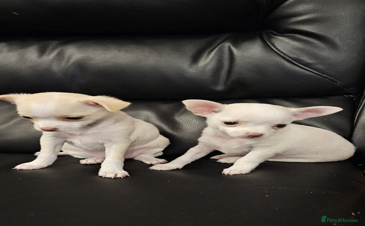 Chihuahua dogs - Advert 7