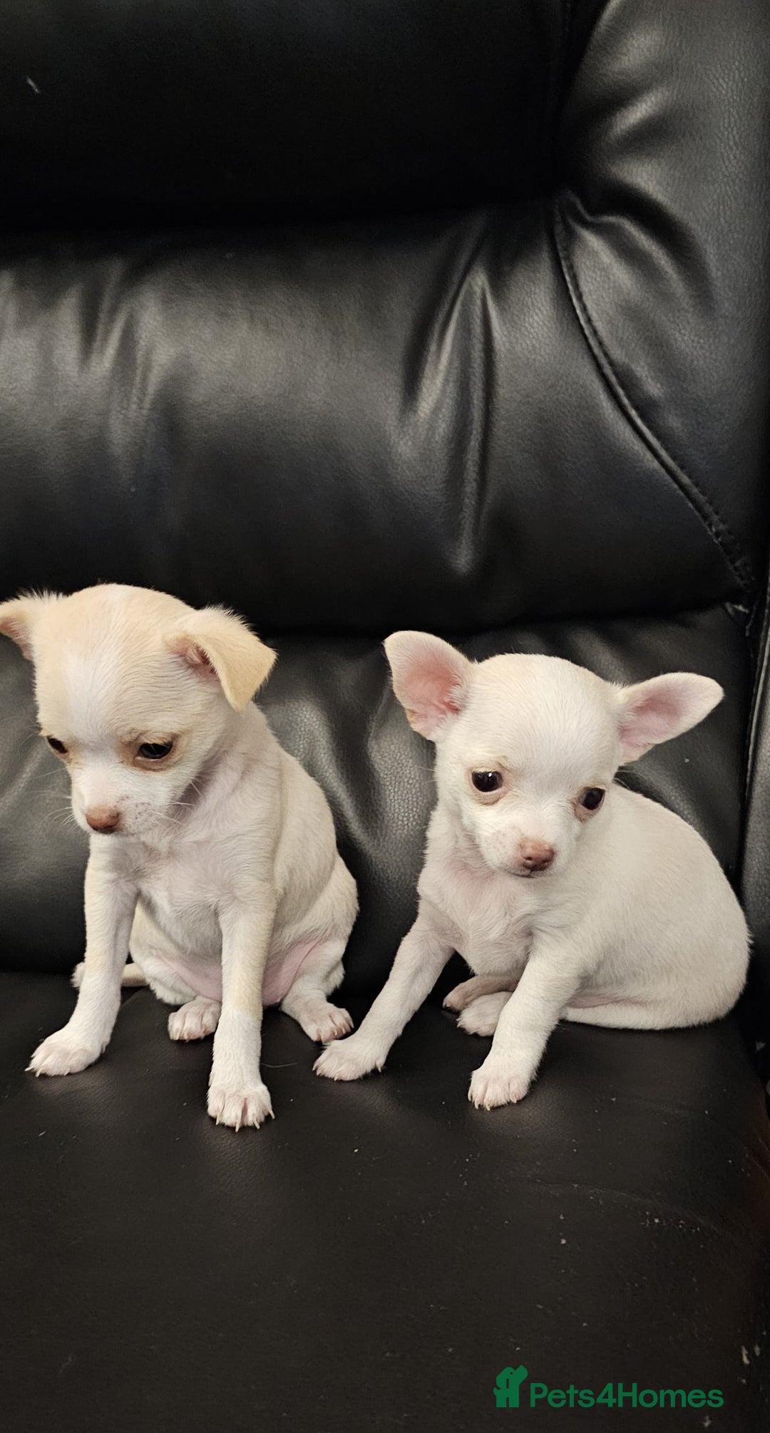 Chihuahua dogs for sale: Cute chihuahua puppies - Image 3