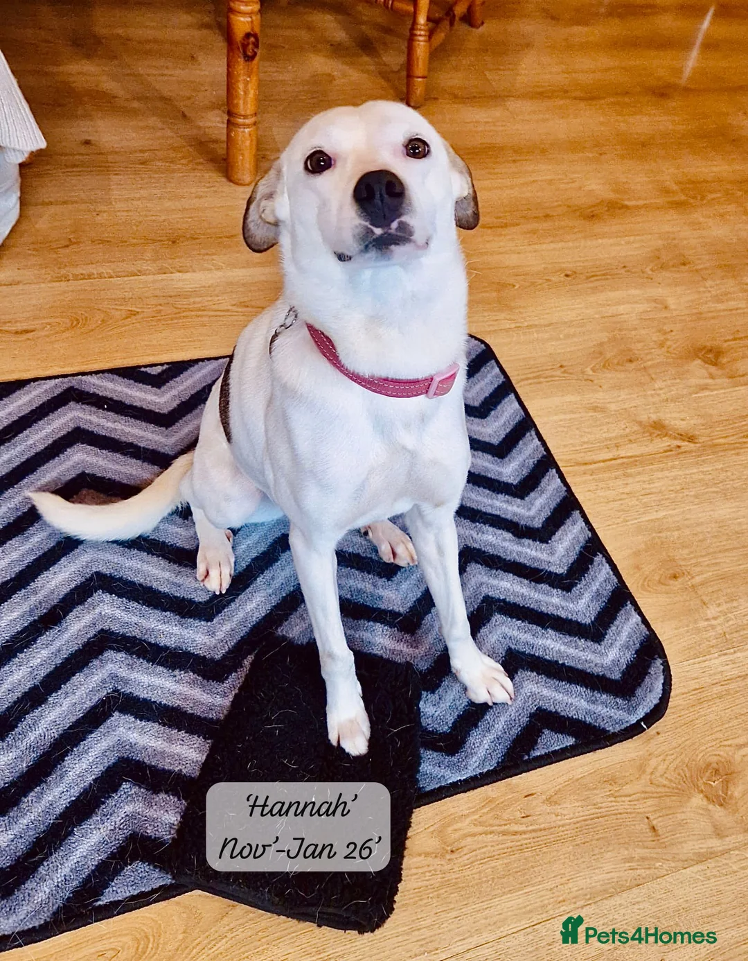Mixed Breed dogs for adoption: Hannah, 2-3 yrs old. Available for adoption. - Advert 5