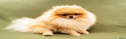 Pomeranian dogs for stud: Kc bright orange Pomeranian stud 1.9kg tv star in Lingfield - Advert 3