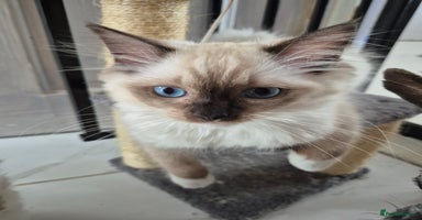 Ragdoll cats - Advert 3