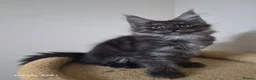 Maine Coon cats for sale: Registered and Licensed cattery - Advert 21