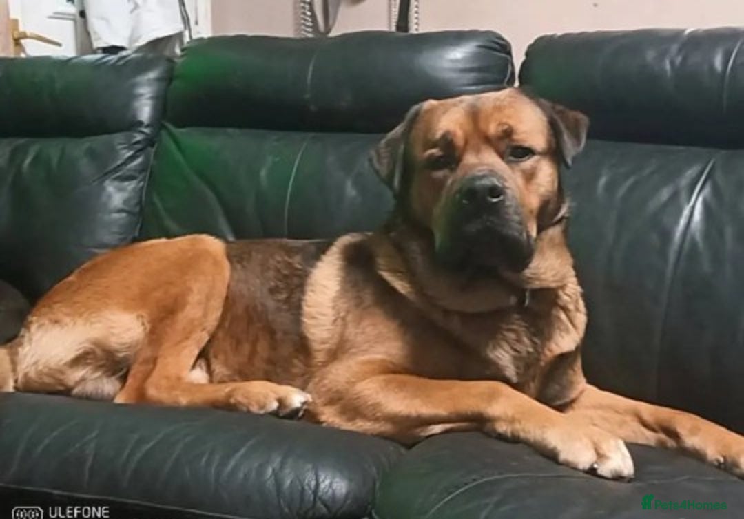 Mixed Breed dogs for sale: Masakiweiler pups - Advert 1