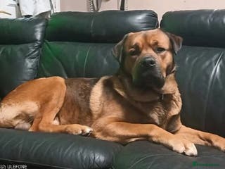 Mixed Breed dogs Masakiweiler pups - Advert 6