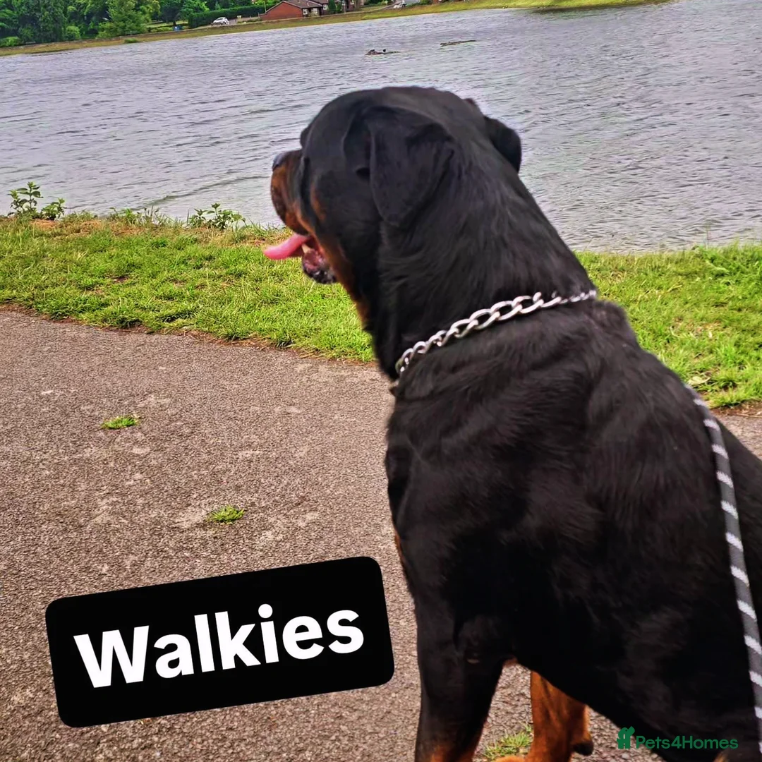 Rottweiler dogs for sale: 3 year old male rottweiler  - Advert 2