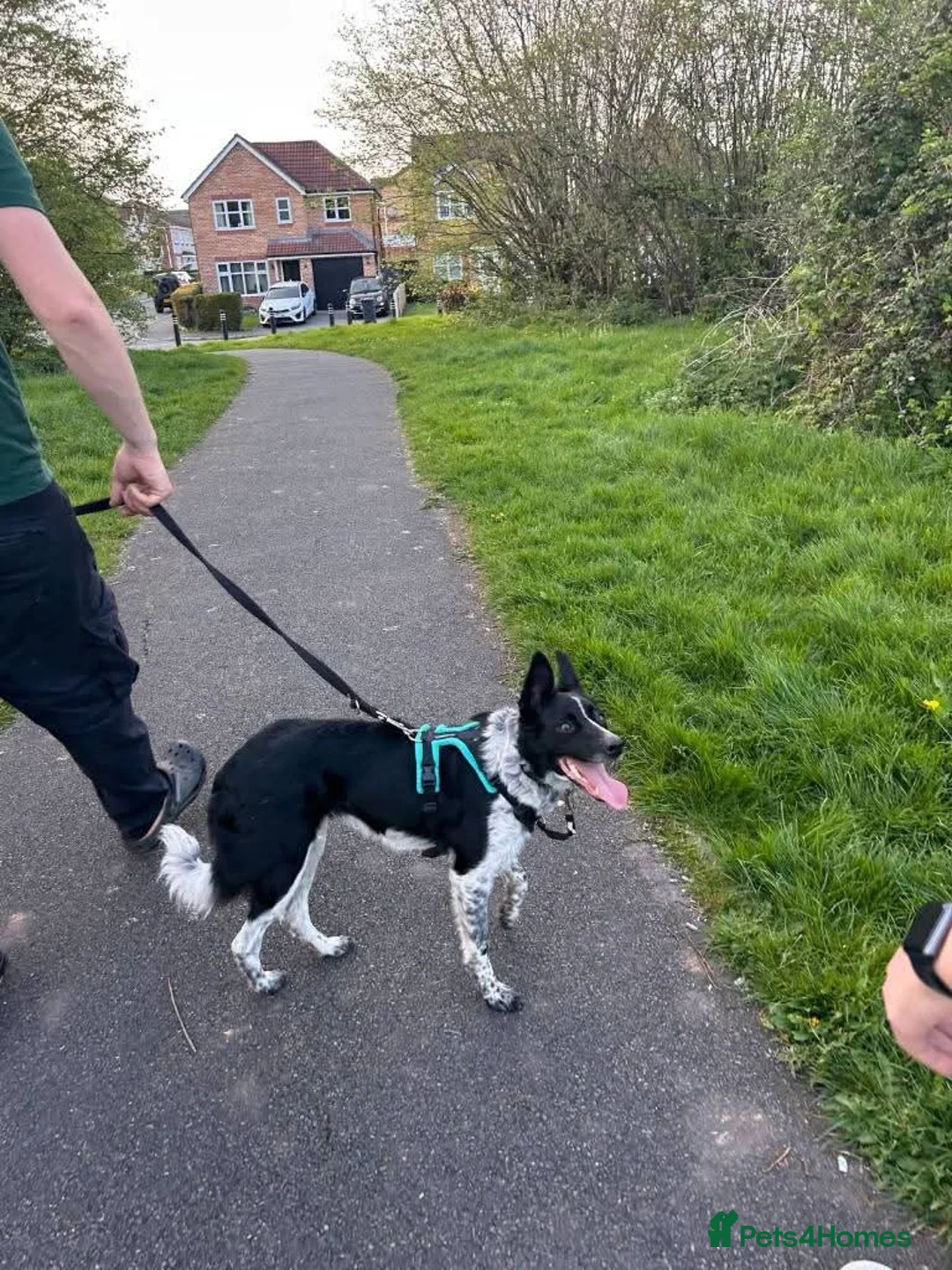 Mixed Breed dogs for adoption: Meet Zeke, currently residing in Cheshire  - Advert 13
