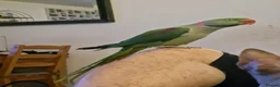 Parrots birds for sale: Male Alexandrine Parrot for Rehoming - Advert 4