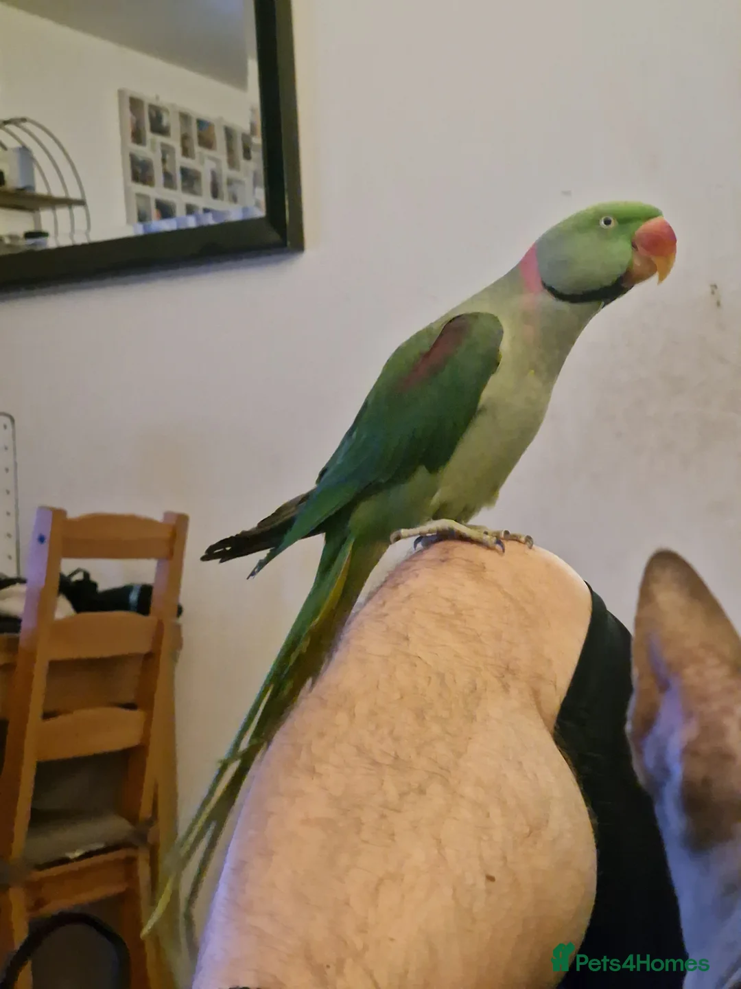 Parrots birds for sale: Male Alexandrine Parrot for Rehoming - Advert 4