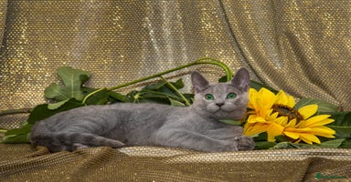 Russian Blue cats in Coventry - Advert 1