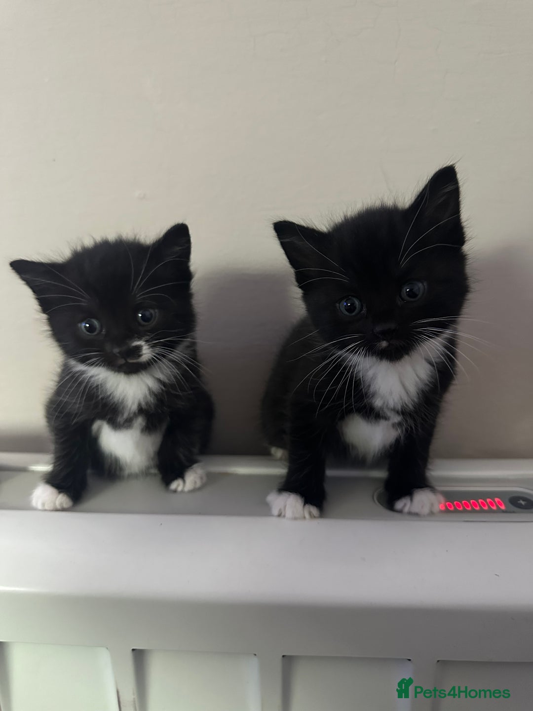 Mixed Breed cats for sale: 2 Black with a little bit of white cats (sisters) - Advert 2