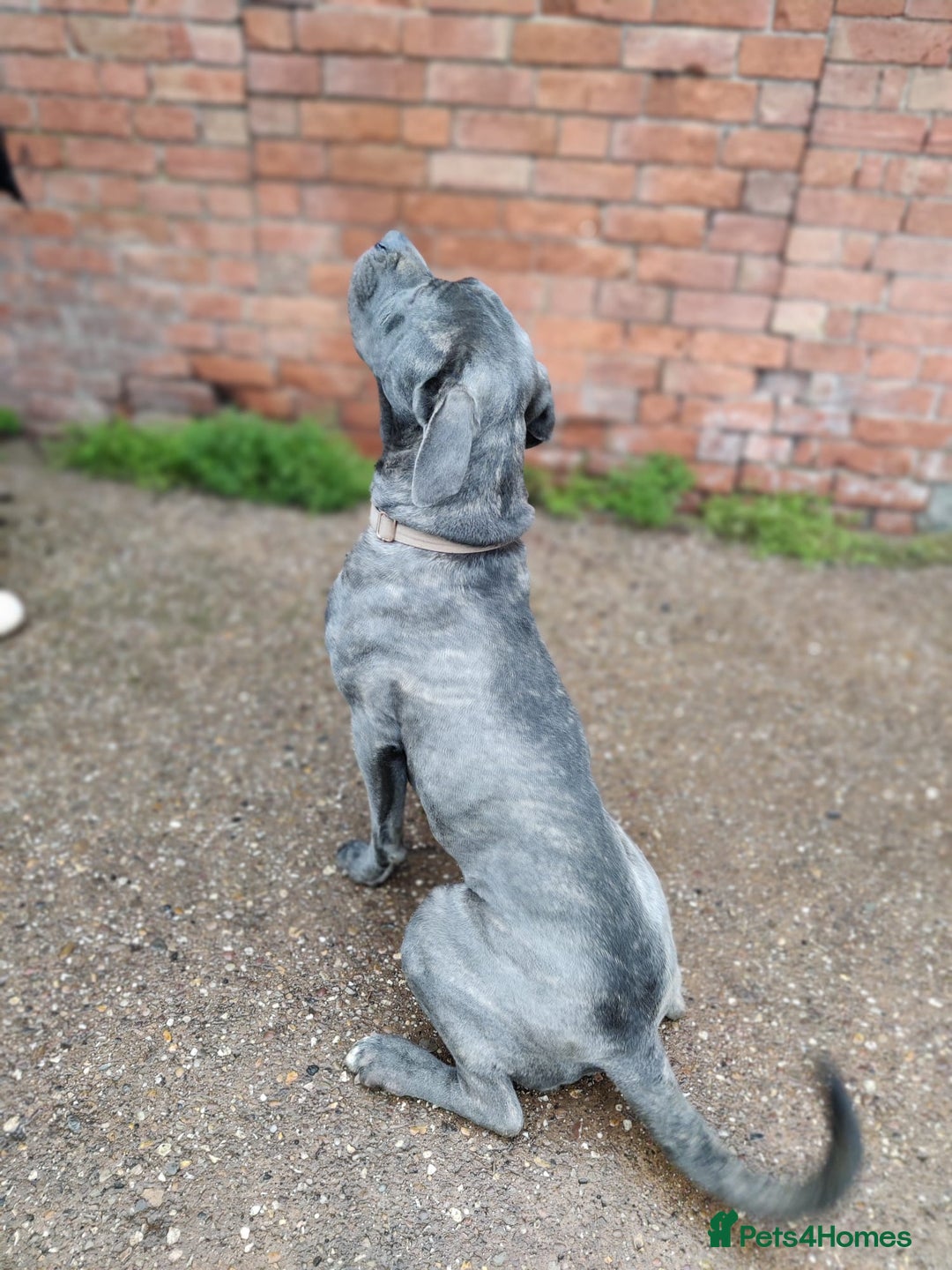 Cane Corso dogs for sale: Gorgeous female Cane Corso looking for a home - Advert 3