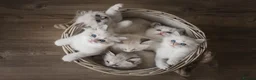 Ragdoll cats for sale: the Best Ragdoll kittens - Advert 6