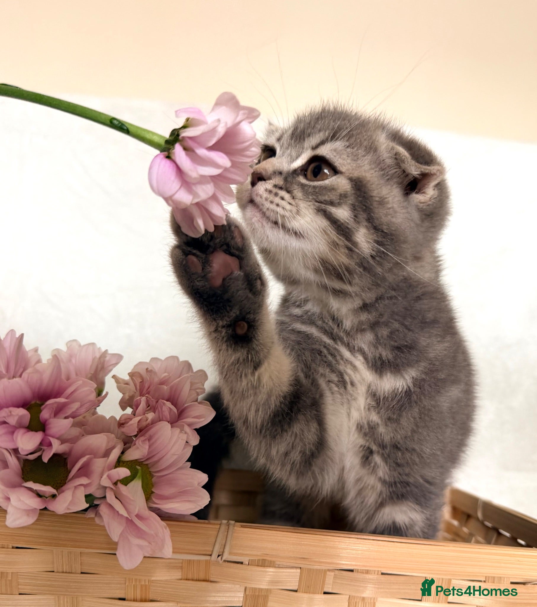 Scottish Fold cats Scottish fold kittens  - Advert 3