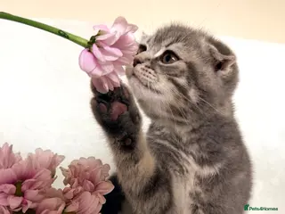Scottish Fold cats Scottish fold kittens - Advert 3