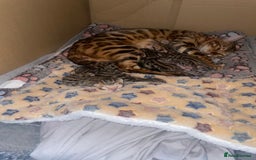 Bengal cats for sale: Beautiful Bengal Kittens  - Image 11