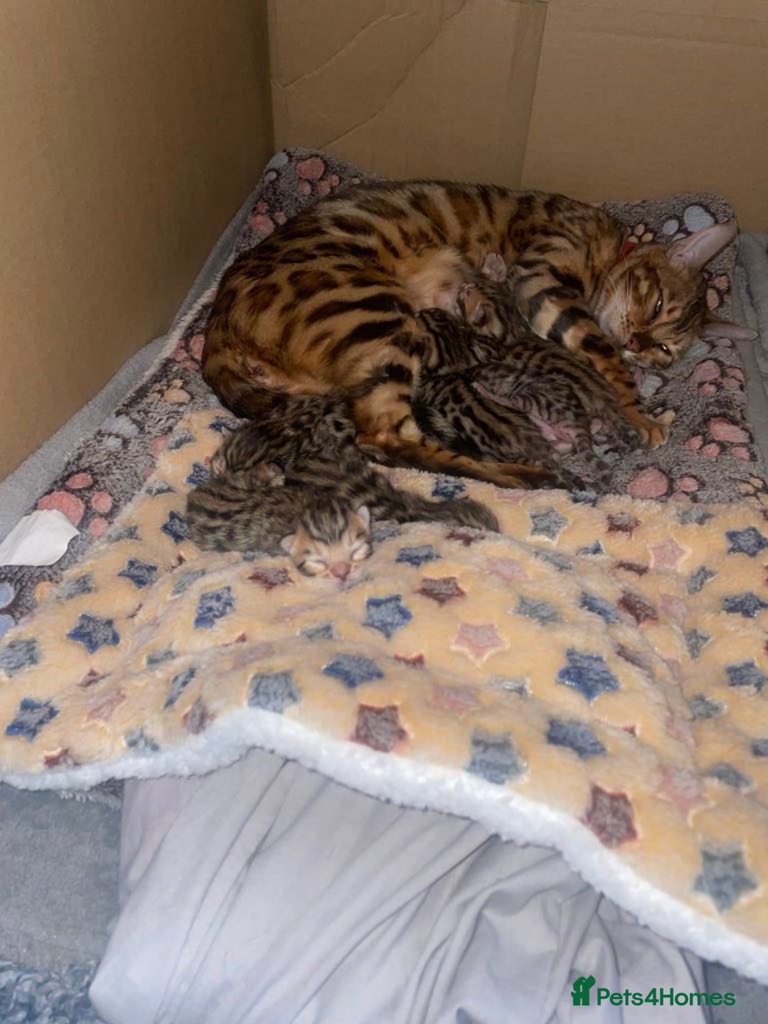 Bengal cats for sale: Beautiful Bengal Kittens  - Image 11