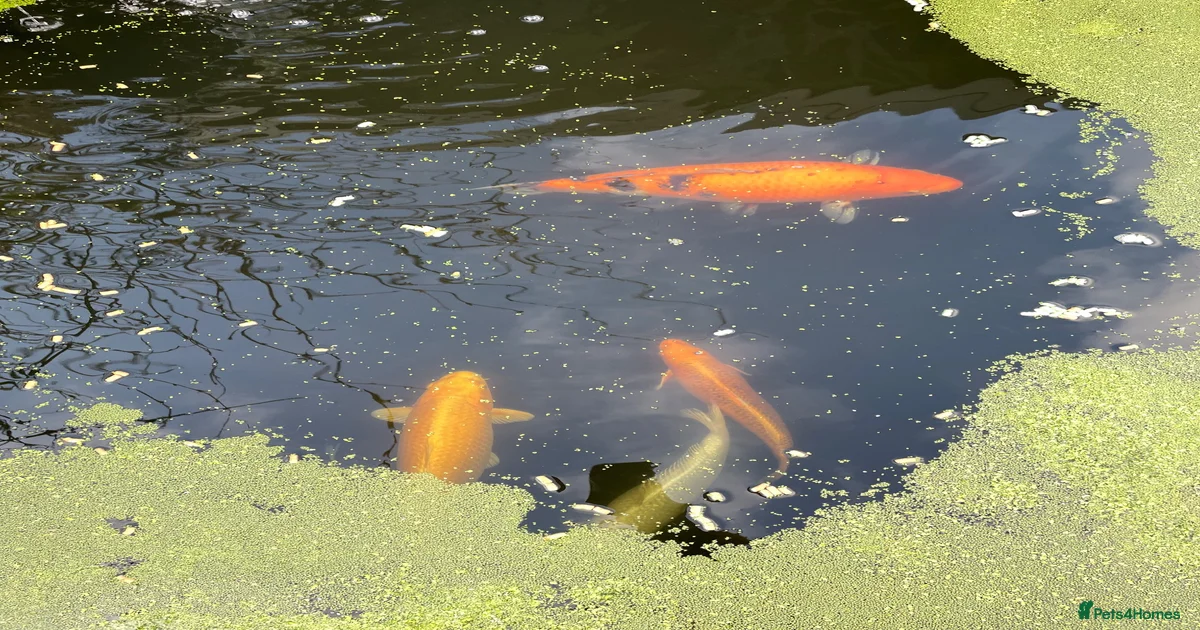 Big white Koi Carp Fish for sale | Pets4Homes
