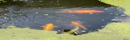 Koi Carp fish for sale: Five beautiful Koi Carp for sale in Caerphilly - Advert 1