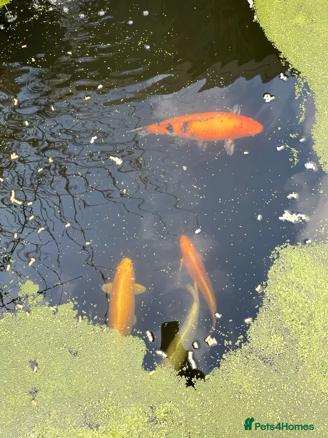 Koi Carp fish for sale: Five beautiful Koi Carp for sale in Caerphilly - Advert 1