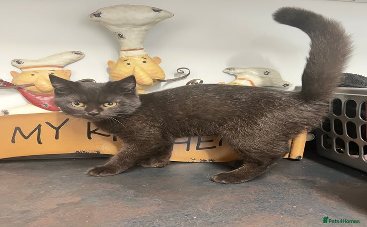 Mixed Breed cats - Advert 3