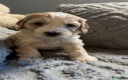 Cockapoo dogs for sale: Gorgeous f2 cockapoo pups  - Image 20