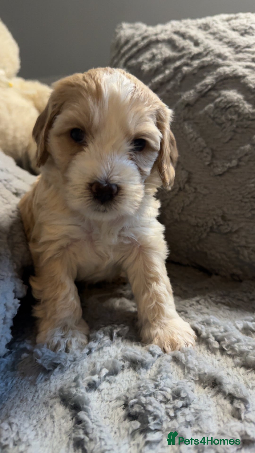 Cockapoo dogs for sale: Gorgeous f2 cockapoo pups  - Image 20