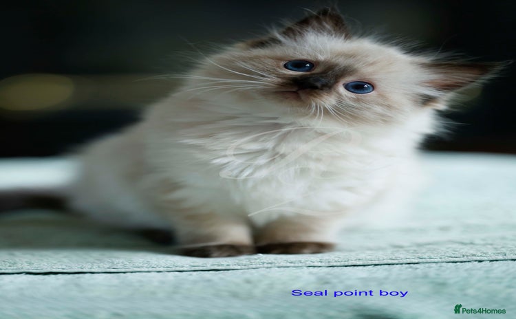 Ragdoll cats - Advert 2