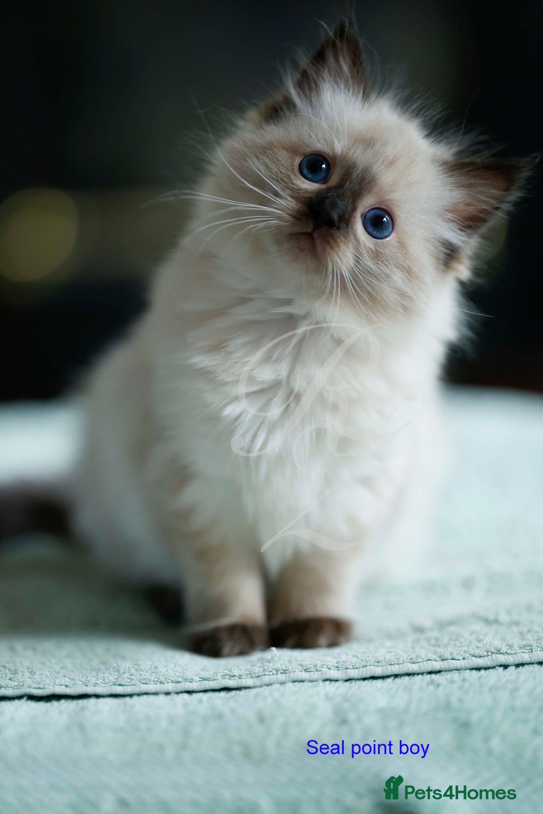Ragdoll cats for sale: Stunning GCCF Registered Heart Melting Affection - Image 1