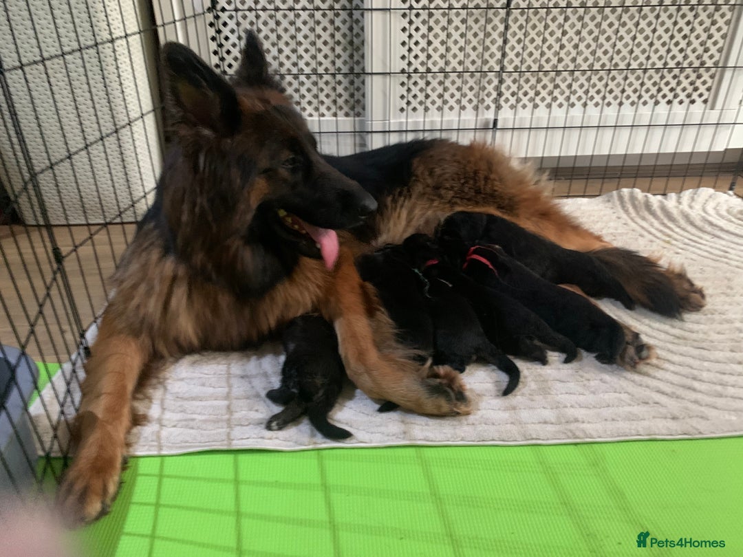 German Shepherd dogs for sale:   GSD puppies' fluffy coats  - Image 2