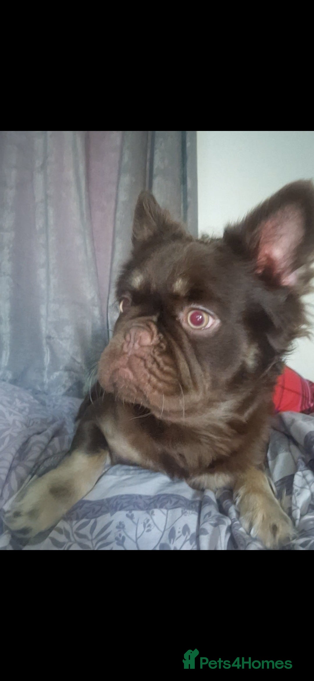 French Bulldog dogs Fluffy french bulldog  - Advert 6