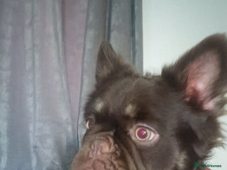 French Bulldog dogs Fluffy french bulldog - Advert 10