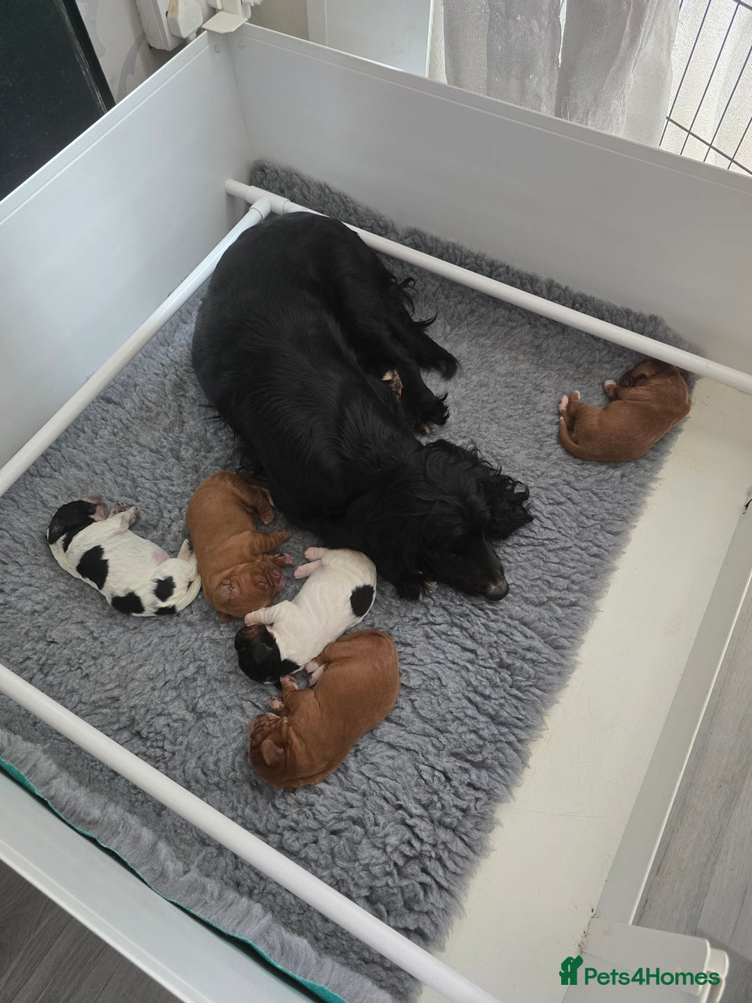 Cocker Spaniel dogs for sale: Pedigree working cocker puppies  - Image 3