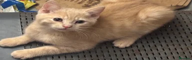 Mixed Breed Kitten 1