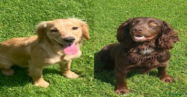 Cocker Spaniel dogs for sale in King's Lynn - Advert 9